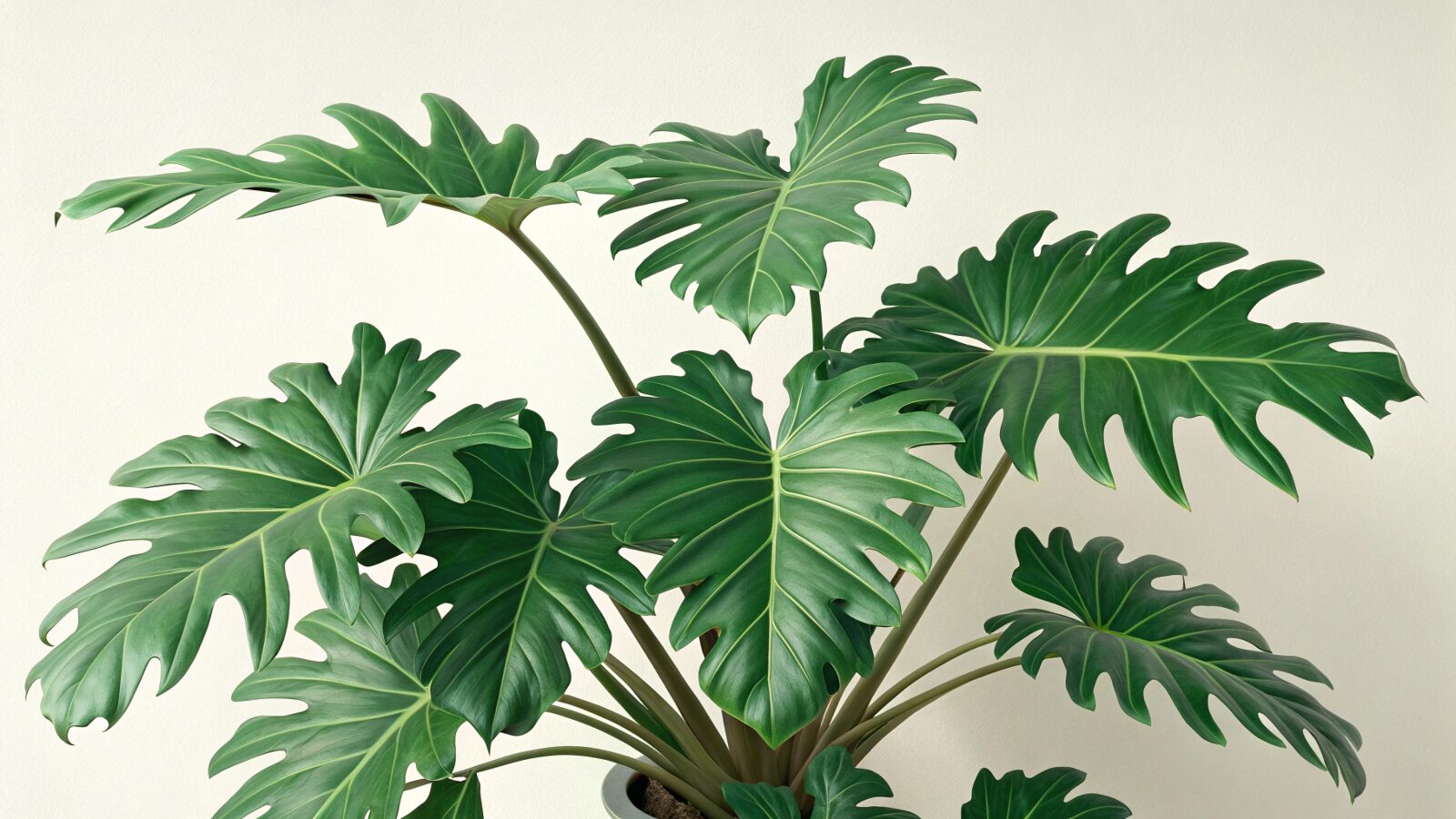 セロームの植え替えと剪定方法