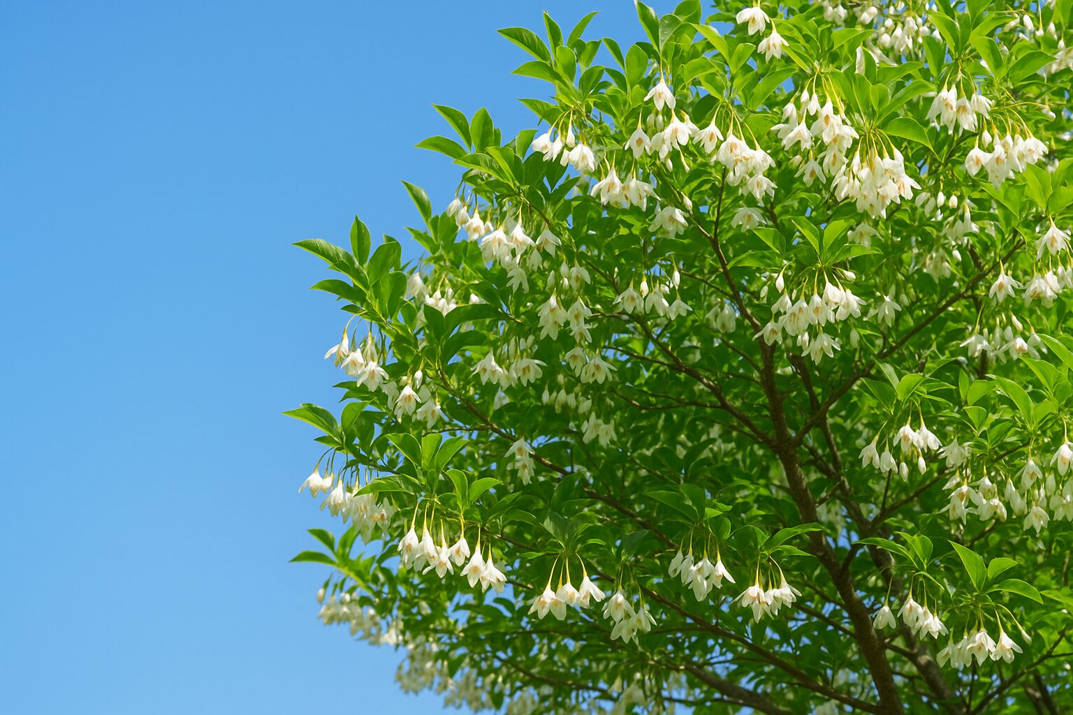 エゴノキを植えてはいけない理由と後悔しない育て方