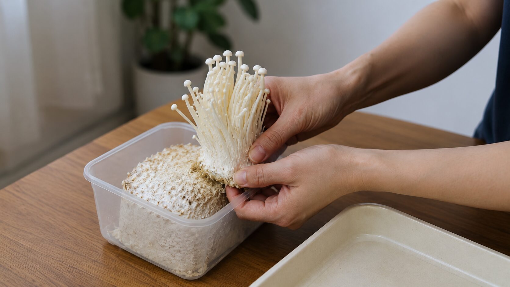 えのきの栽培方法で失敗しない収穫のコツ