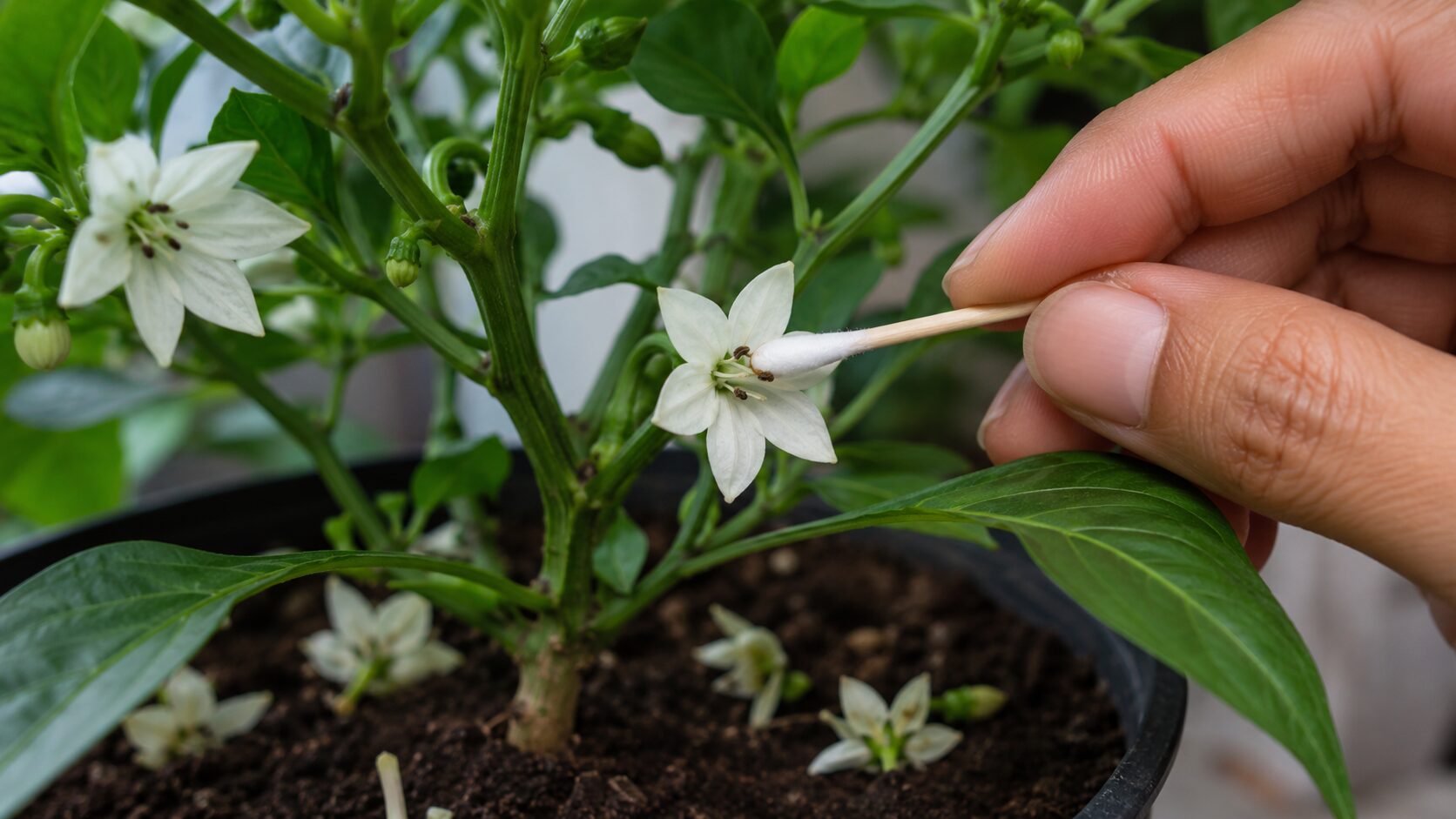 花が落ちる落花の対策と人工授粉